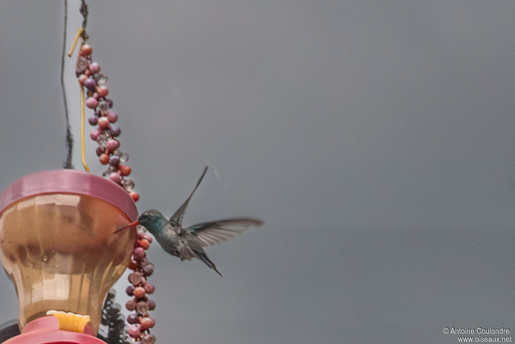 Colibri circéadulte