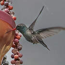 Colibri circé