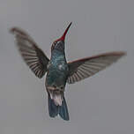 Colibri circé