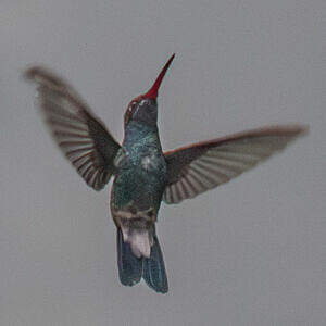 Colibri circé