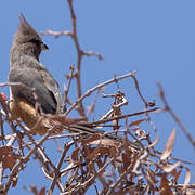 White-backed Mousebird
