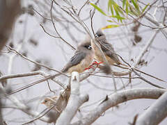 White-backed Mousebird