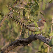 Blue-naped Mousebird