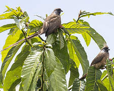 Speckled Mousebird