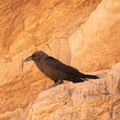 Corbeau brun