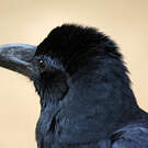 Corbeau indien