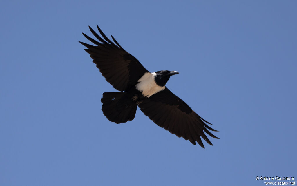 Pied Crowadult, Flight