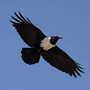 Pied Crow