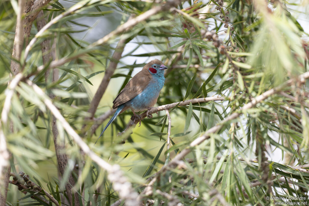 Red-cheeked Cordon-bleu male adult