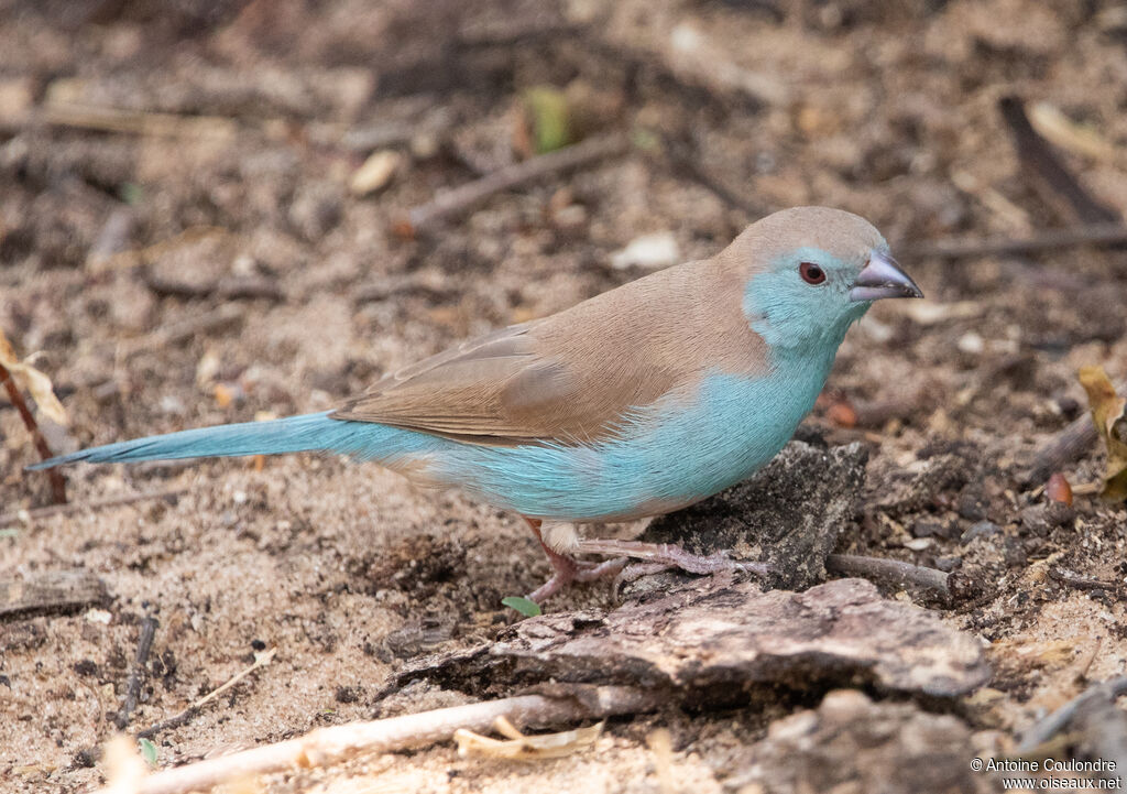 Cordonbleu de l'Angolaadulte