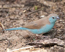 Blue Waxbill