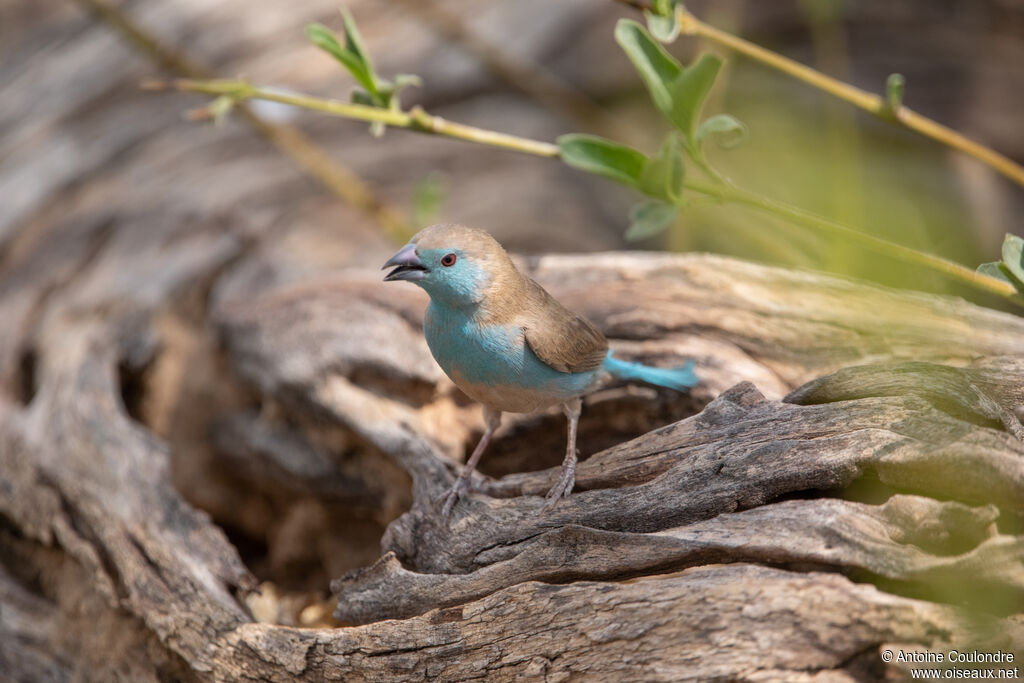 Cordonbleu de l'Angola