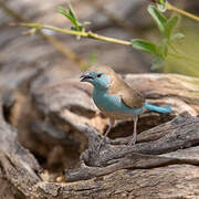 Blue Waxbill