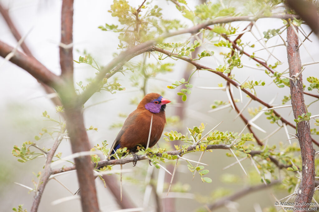 Violet-eared Waxbill male adult