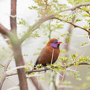 Violet-eared Waxbill