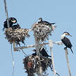 Cormoran à poitrine blanche