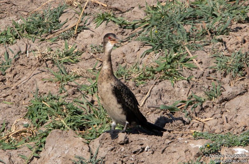 Reed Cormorant