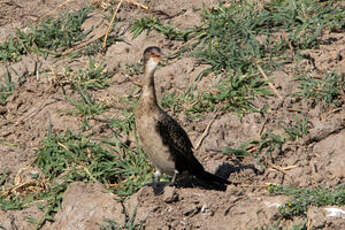 Cormoran africain