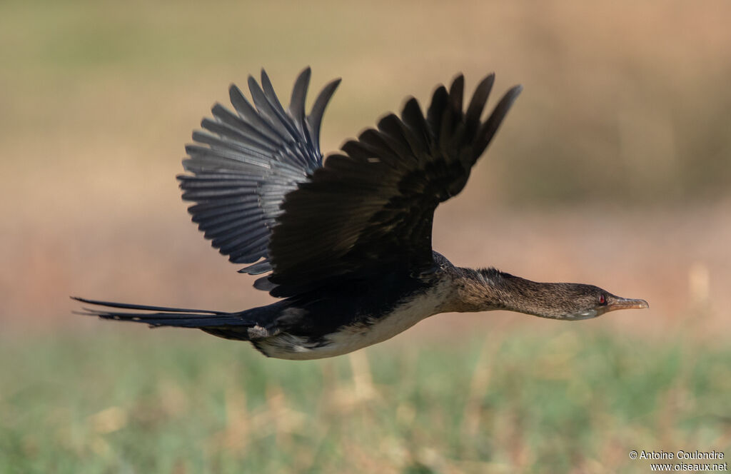 Cormoran africainjuvénile, Vol