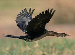 Reed Cormorant