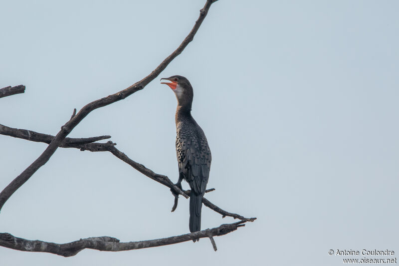 Cormoran africainsubadulte