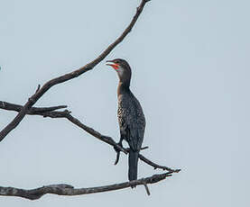 Cormoran africain