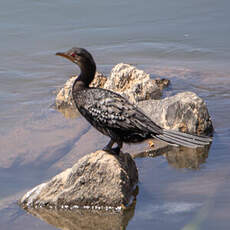 Cormoran africain
