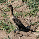Cormoran africain