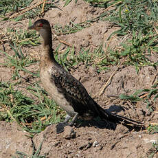 Cormoran africain