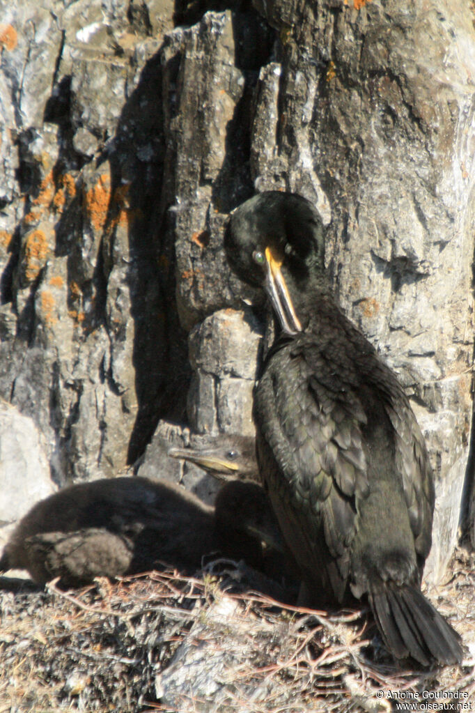 Cormoran huppé, Nidification
