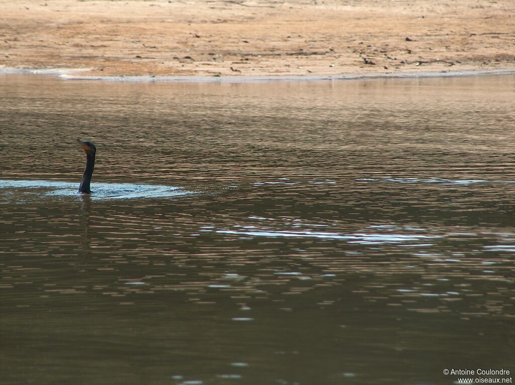 Cormoran viguaadulte