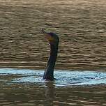 Cormoran vigua