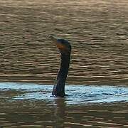 Cormoran vigua
