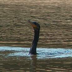 Cormoran vigua