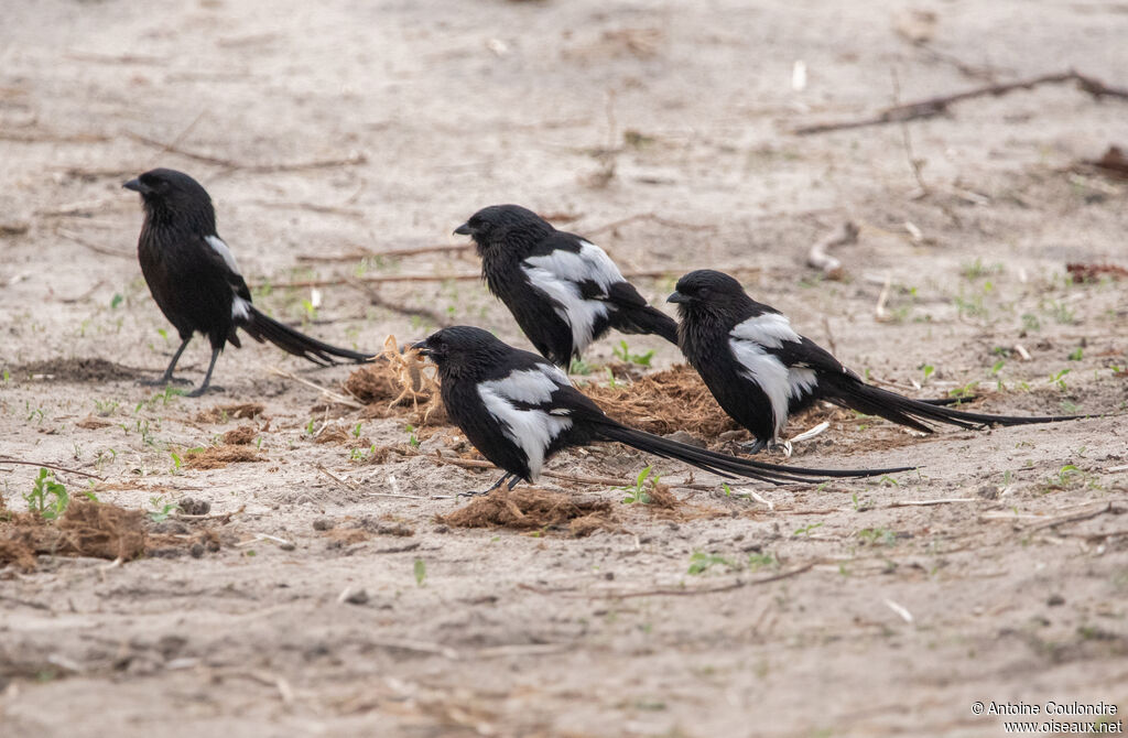 Magpie Shrike