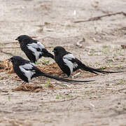 Magpie Shrike