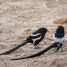 Corvinelle noir et blanc