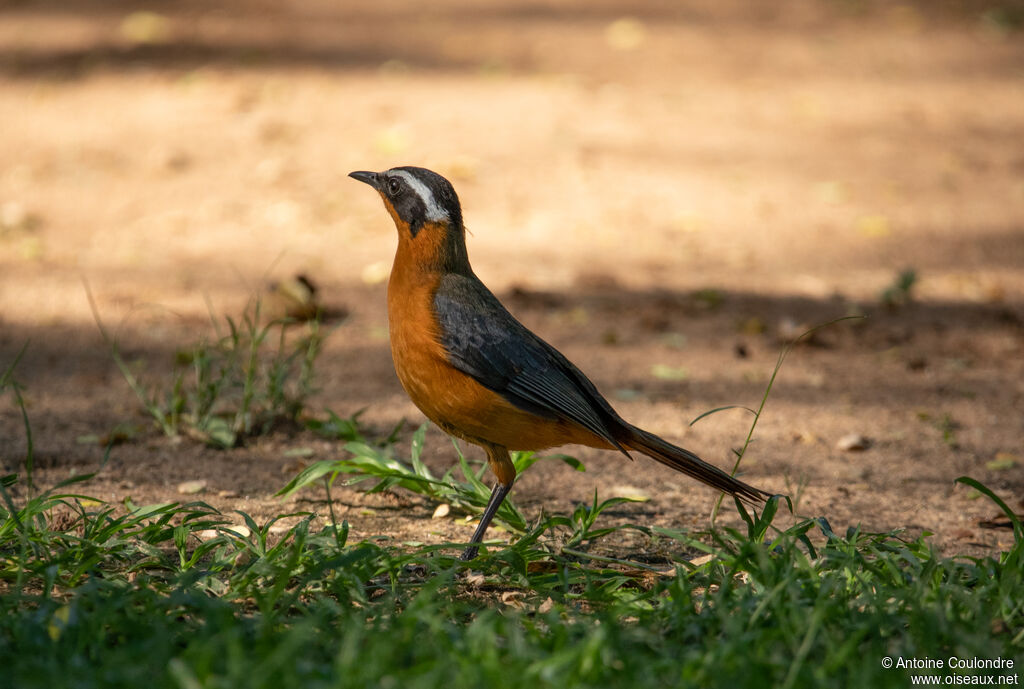 White-browed Robin-Chatadult