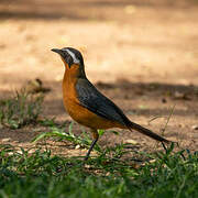 White-browed Robin-Chat