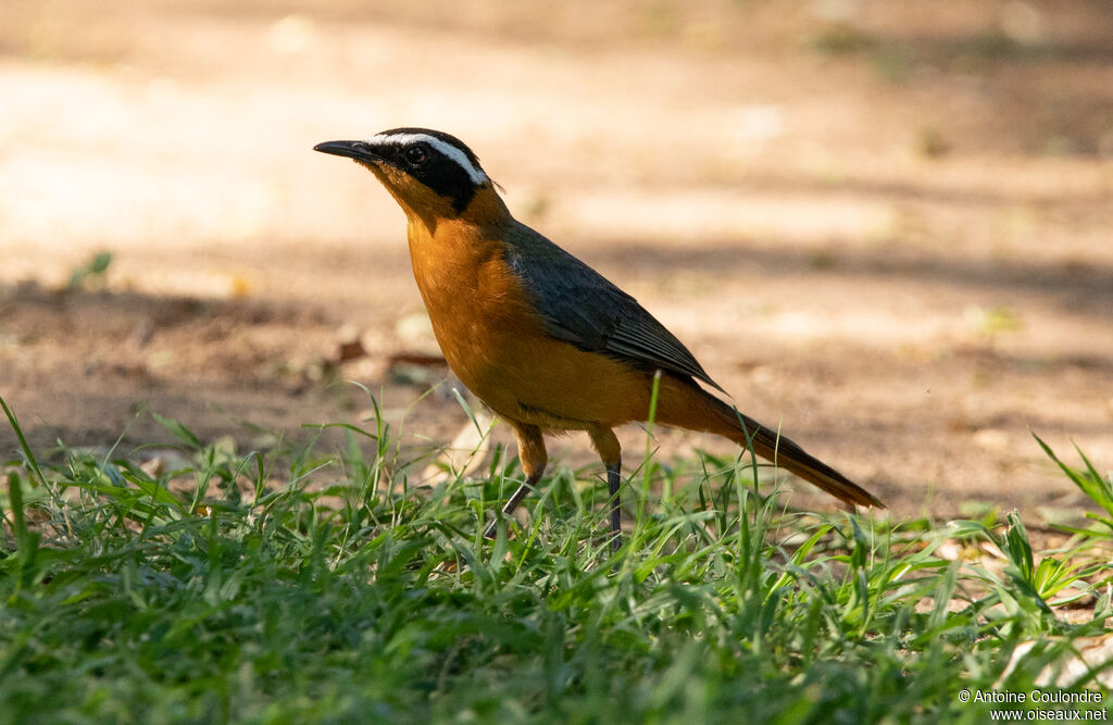 White-browed Robin-Chatadult