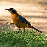 White-browed Robin-Chat