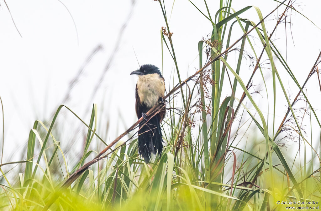 Coucal à nuque bleueadulte