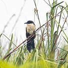 Coucal à nuque bleue