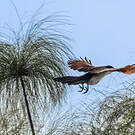 Coucal à nuque bleue
