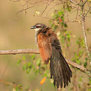 White-browed Coucal