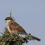 White-browed Coucal