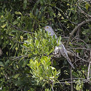 African Cuckoo