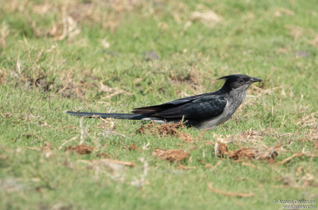 Levaillant's Cuckoo