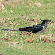 Levaillant's Cuckoo