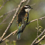 Diederik Cuckoo